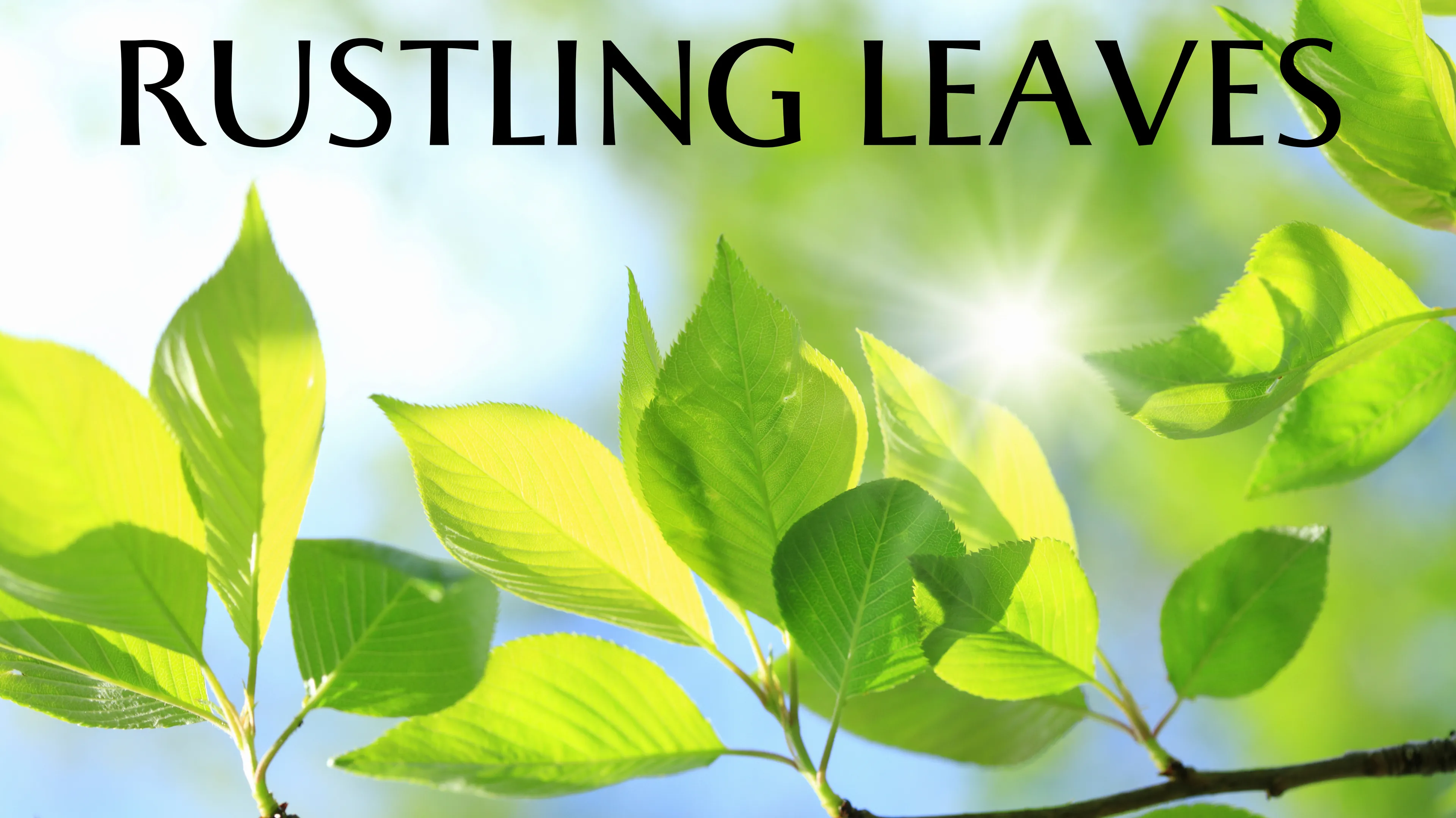 Rustling Leaves poster